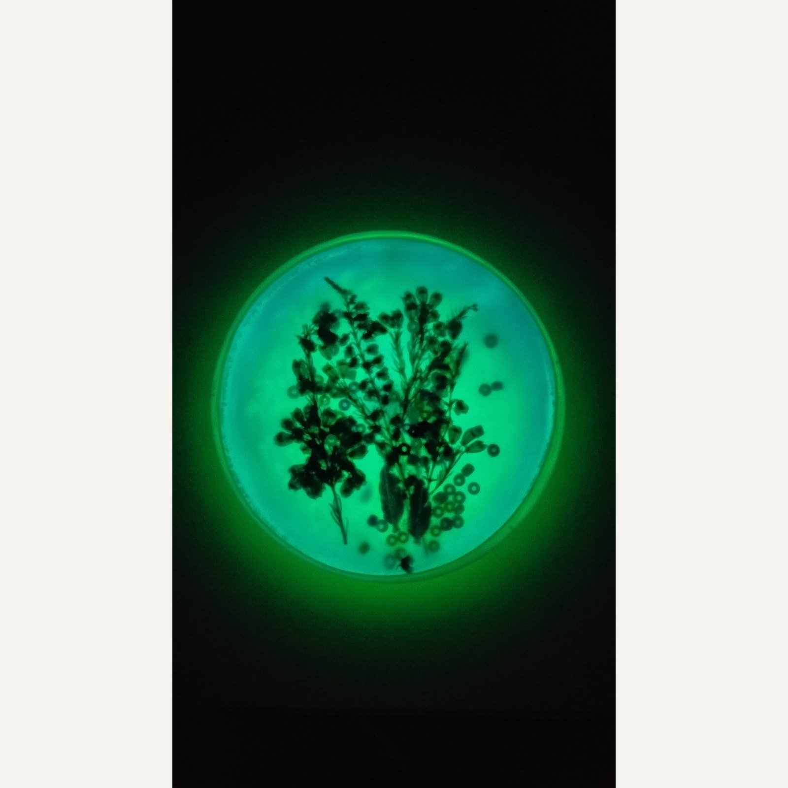 mlynek-drzewo-zycia-luminescencyjny-2