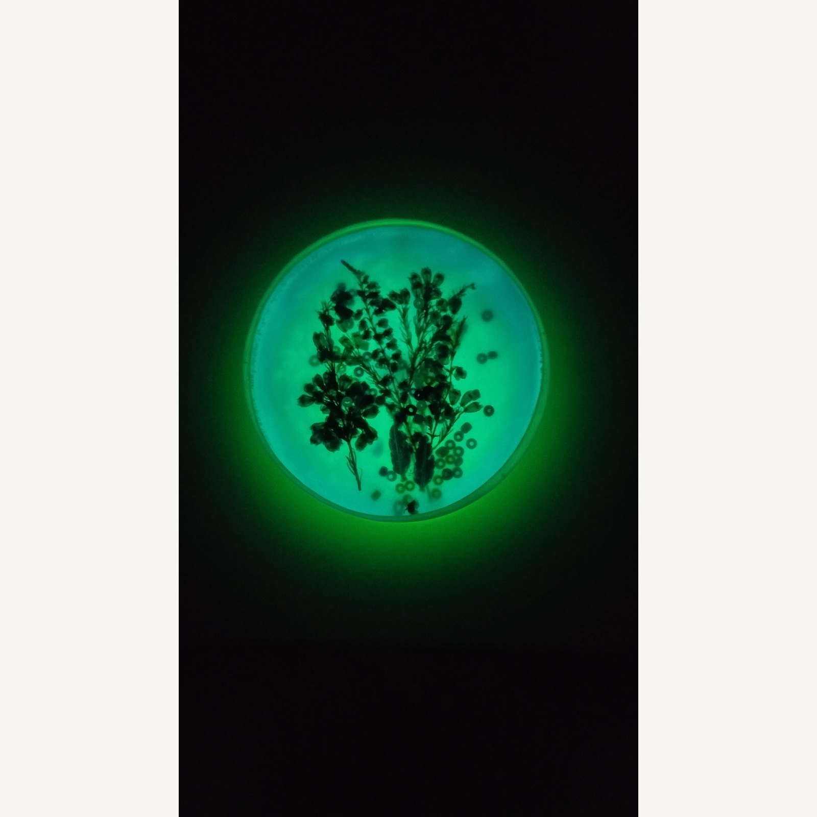 mlynek-drzewo-zycia-luminescencyjny-3