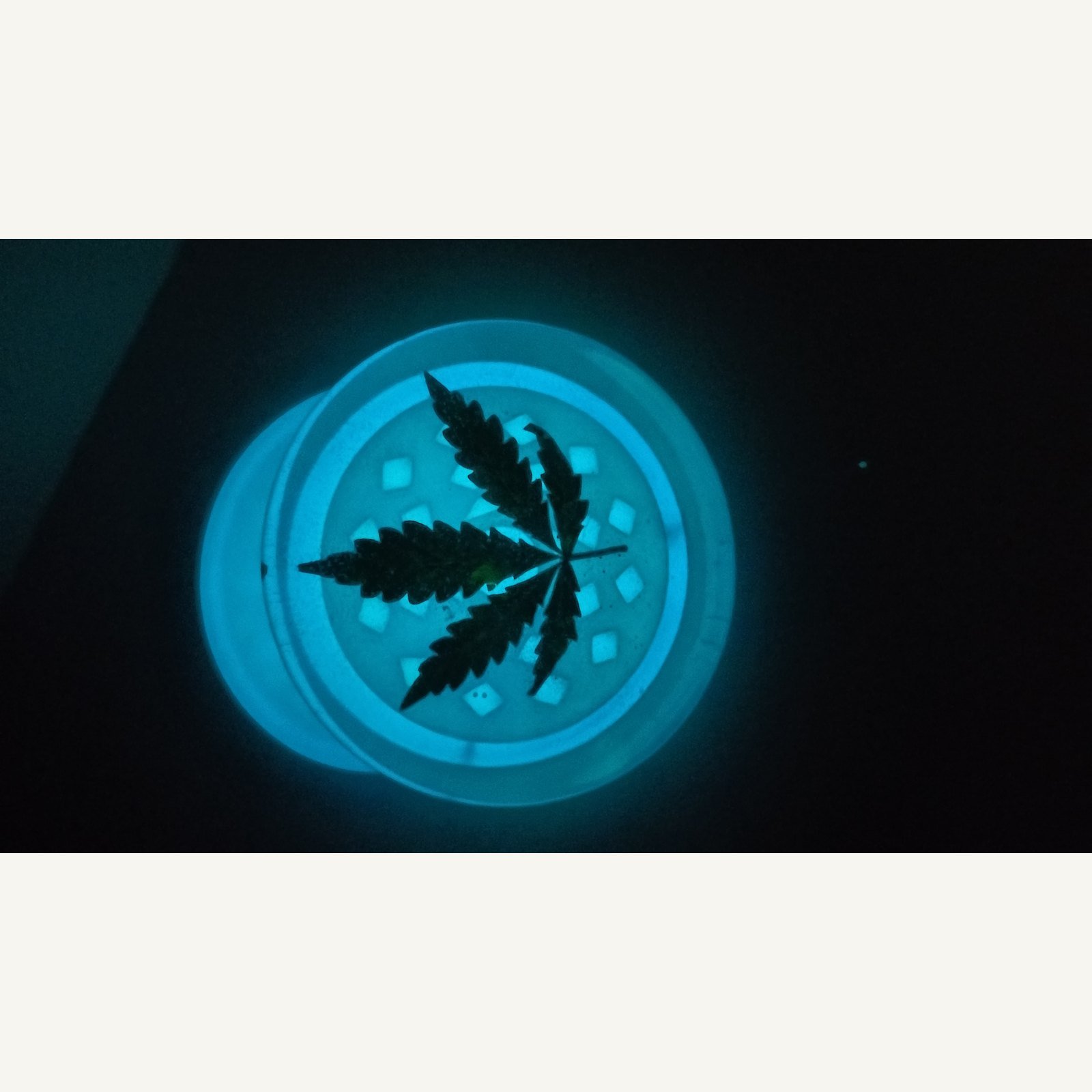 mlynek-lisc-konopi-niebieski-luminescencyjny-2