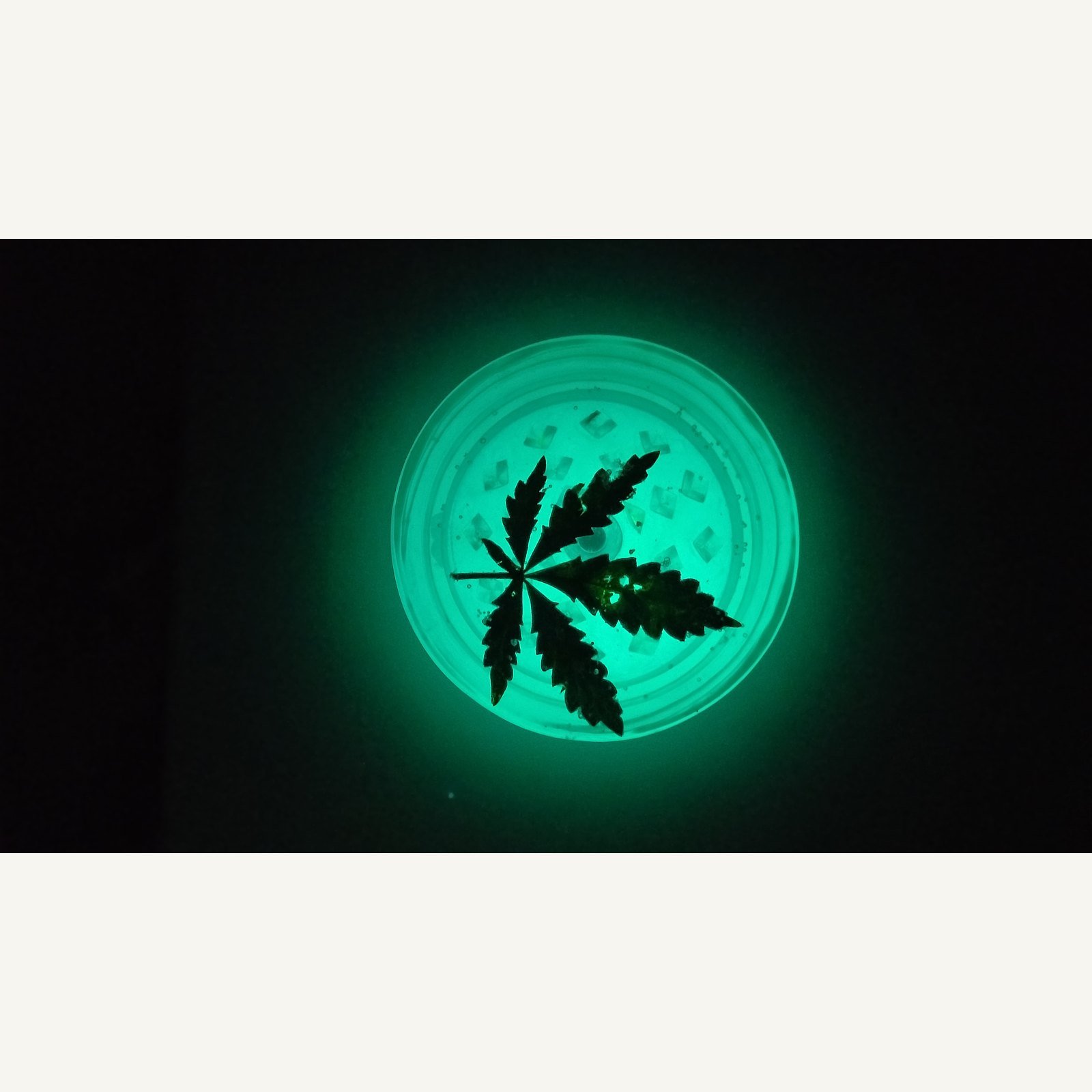 mlynek-lisc-konopi-turkusowy-luminescencyjny-2